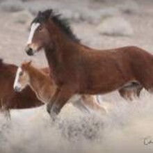 Tour Nevada Wild Horses by Che...